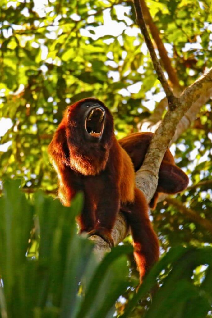 Tambopata Reserve, Amazon Natural Reserve.