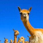 TOUR TO PAMPAS GALERAS