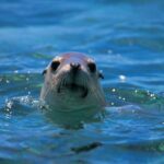TOUR TO THE BALLESTAS ISLANDS