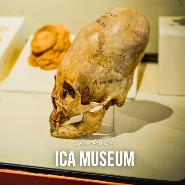 Elongated skulls on display at the Ica Museum, Peru.