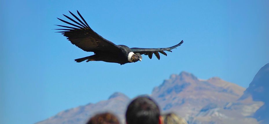 Colca Canyon Tour from Arequipa