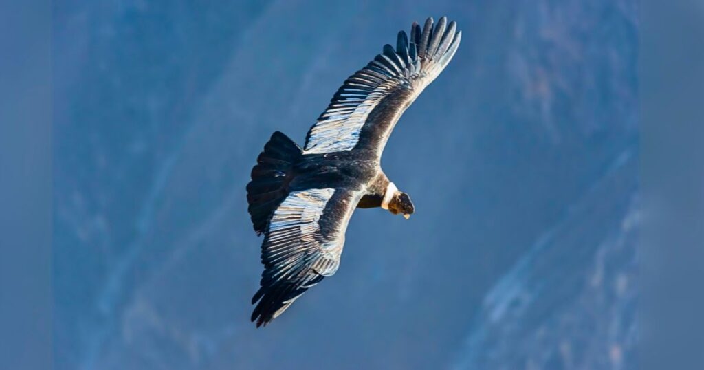 Colca Canyon Tour from Arequipa