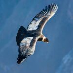 COLCA CANYON TOUR FROM AREQUIPA