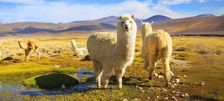 Llamas on the way to Colca Canyon.