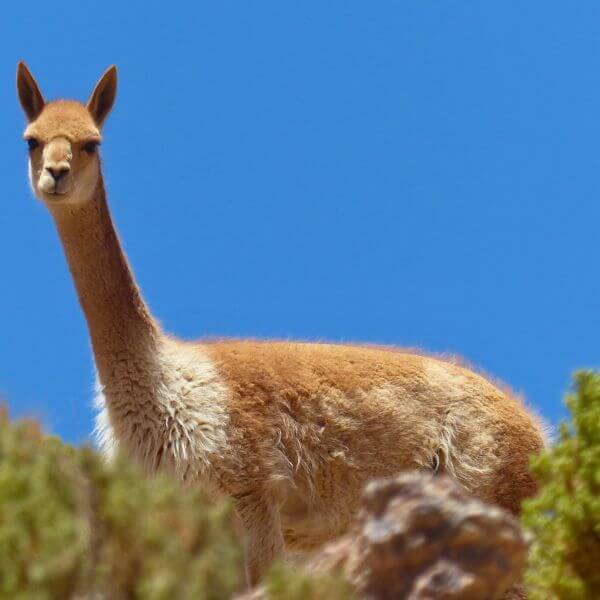 Vicuña Reserve on our way to Colca Canyon.