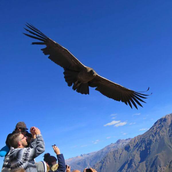 Visit to the Cruz del Condor Lookout Point.