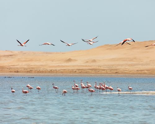 Flamingoes flying and feeding near the sandy shores of Paracas Bay