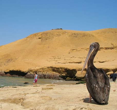 Pelícano posando en la playa con colinas doradas al fondo en Paracas