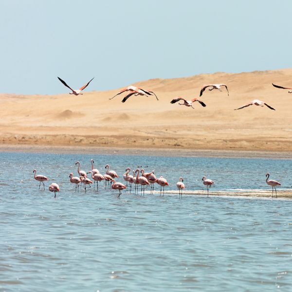 Wild flamingoes feeding and flying near the shores of Paracas Bay
