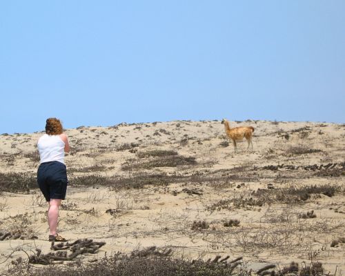 Tourist taking a photo of a guanaco in the desert near San Fernando Bay