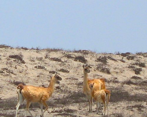 Guanacos standing in a dry, sandy desert in the San Fernando Reserve