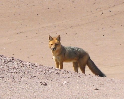 Andean fox standing on a rocky slope in the desert near San Fernando