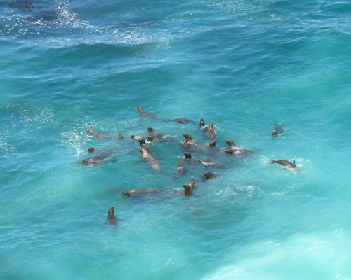 Group of sea lions swimming in the crystal-clear waters of San Fernando Bay