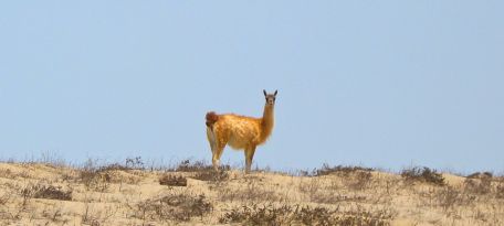 Guanaco camel seen on our tour to San Fernando Reserve.
