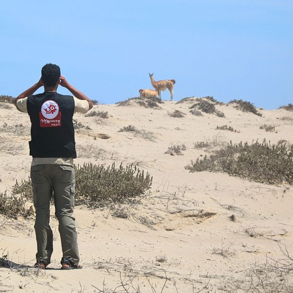 Wild guanaco standing on a desert hill overlooking San Fernando