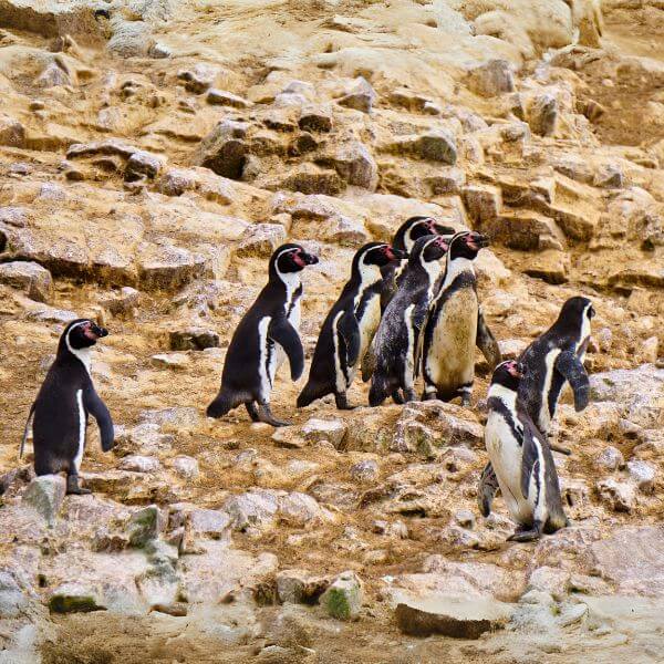 Humboldt penguins on rocky cliffs near San Fernando Bay