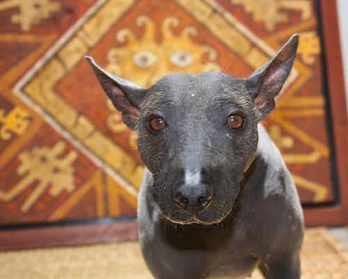 Peruvian Hairless Dog with Moche artwork background.