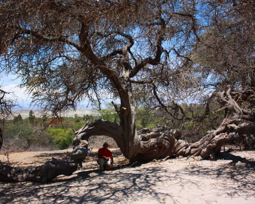 Exploring the ancient Huarango tree during the Usaka Desert Tour